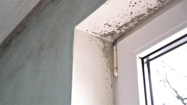 Best Attic Mold Remediation in Hydesville, CA