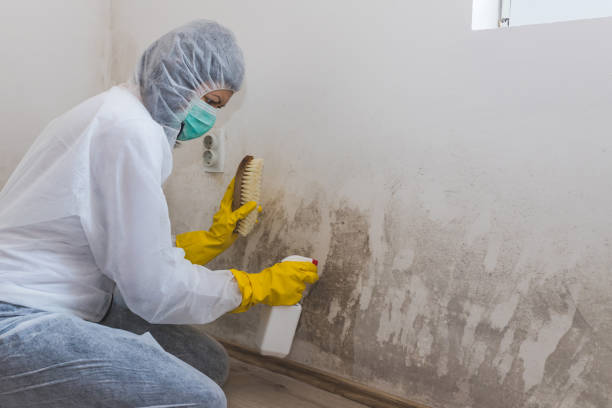 Best Residential Mold Remediation in Hydesville, CA