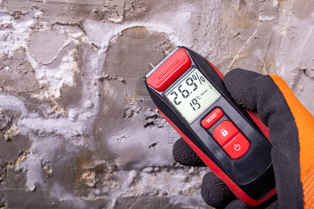 Best Black Mold Remediation in Hydesville, CA