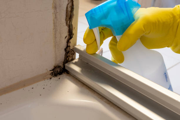 Best Mold Remediation for Specific Building Types in Hydesville, CA