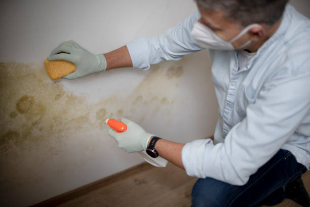 Best DIY Mold Remediation Support Services in Hydesville, CA