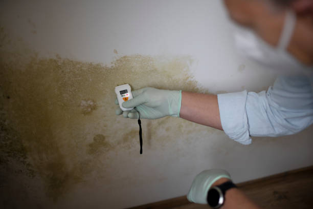 Best Basement Mold Remediation in Hydesville, CA