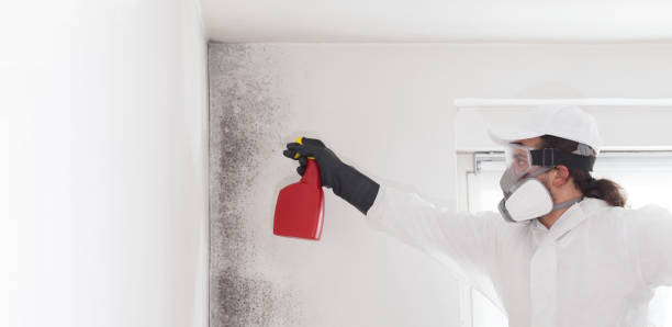 Trusted Hydesville, CA Mold Remediation Experts