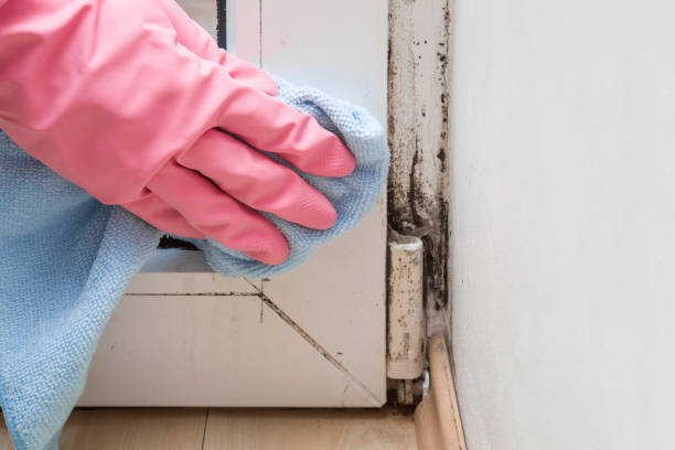 Best Mold Testing and Inspection Services in Hydesville, CA